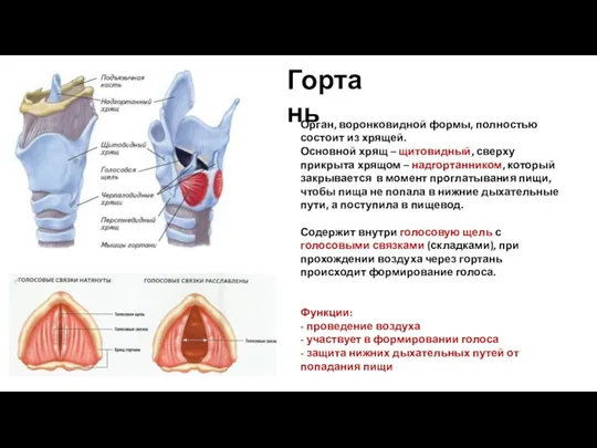 Гортань Орган, воронковидной формы, полностью состоит из хрящей. Основной хрящ