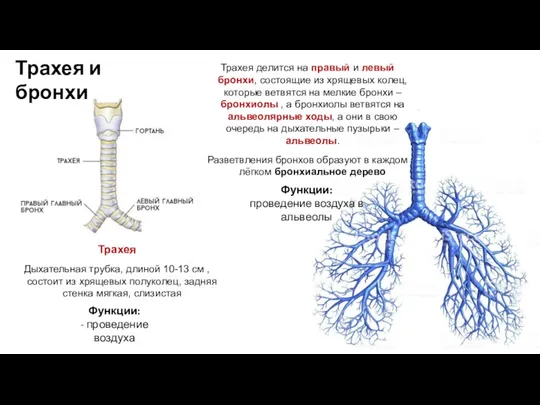 Трахея и бронхи Трахея Дыхательная трубка, длиной 10-13 см ,