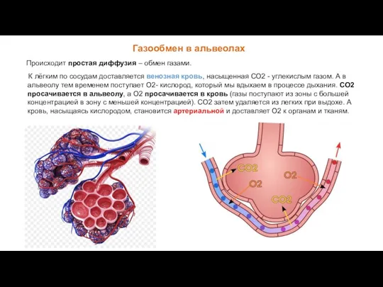 Газообмен в альвеолах Происходит простая диффузия – обмен газами. К лёгким по сосудам
