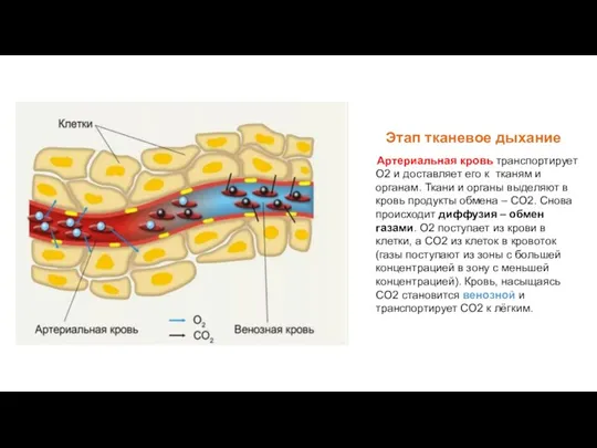 Этап тканевое дыхание Артериальная кровь транспортирует О2 и доставляет его