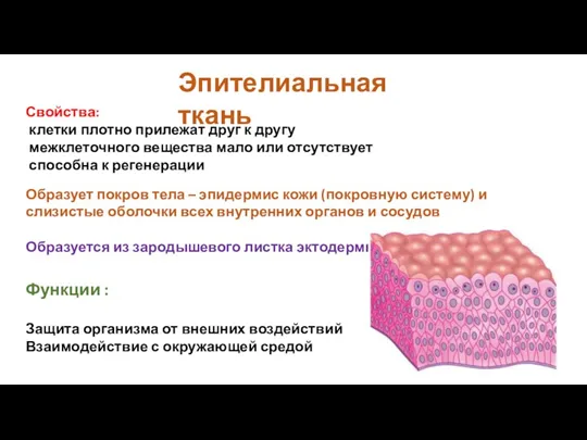 Эпителиальная ткань Свойства: клетки плотно прилежат друг к другу межклеточного вещества мало или