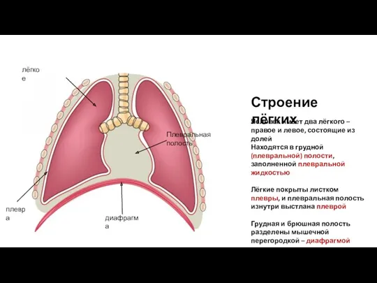 лёгкое плевра Плевральная полость диафрагма Человек имеет два лёгкого – правое и левое,