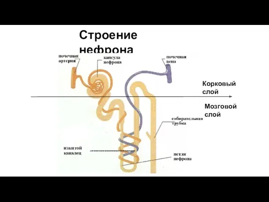 Строение нефрона извитой Корковый слой Мозговой слой