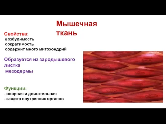 Мышечная ткань Свойства: возбудимость сократимость содержит много митохондрий Образуется из зародышевого листка мезодермы