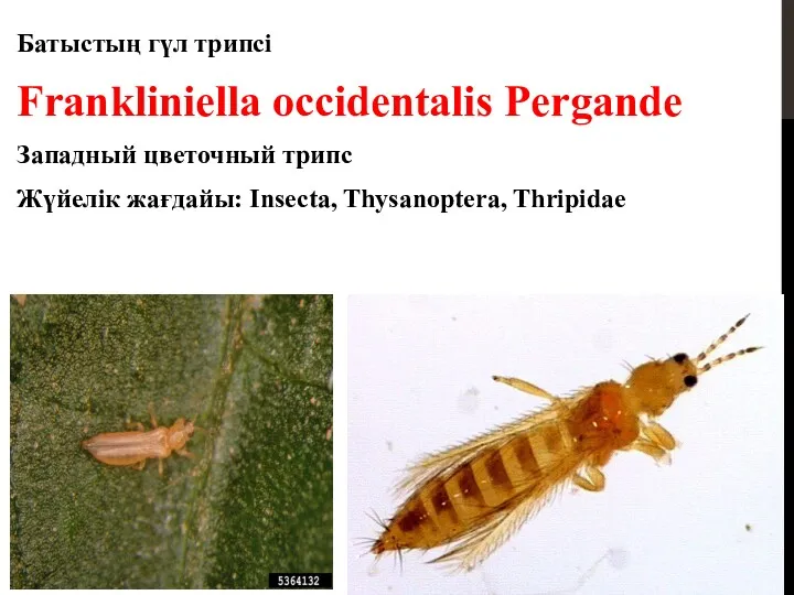 Батыстың гүл трипсі Frankliniella occidentalis Pergande Западный цветочный трипс Жүйелік жағдайы: Insecta, Thysanoptera, Thripidae