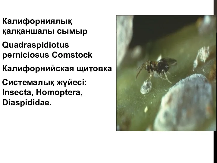 Калифорниялық қалқаншалы сымыр Quadraspidiotus perniciosus Comstock Калифорнийская щитовка Системалық жүйесі: Insecta, Homoptera, Diaspididae.