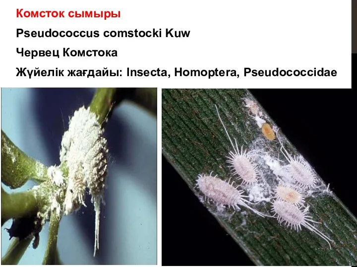 Комсток сымыры Pseudococcus comstocki Kuw Червец Комстока Жүйелік жағдайы: Insecta, Homoptera, Pseudococcidae