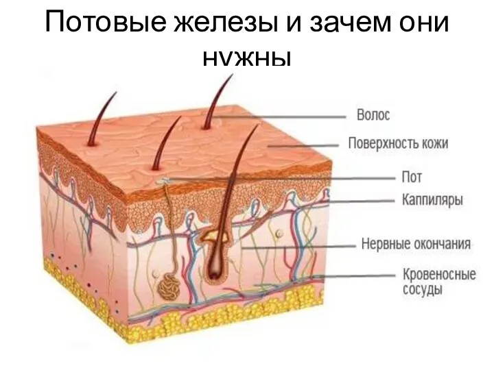 Потовые железы и зачем они нужны