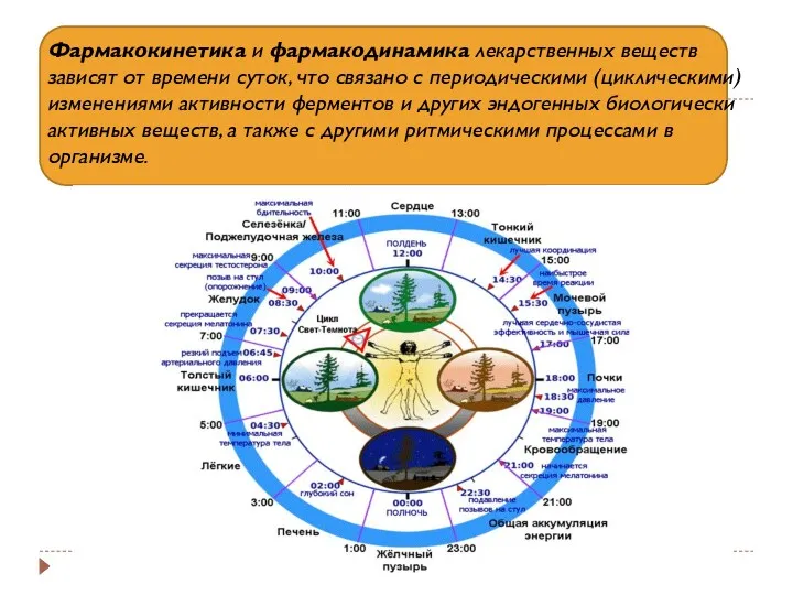 Фармакокинетика и фармакодинамика лекарственных веществ зависят от времени суток, что связано с периодическими