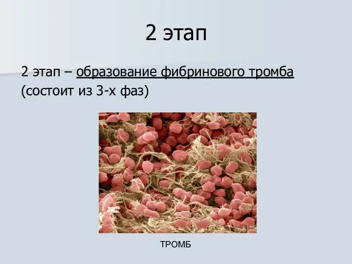 2 этап 2 этап – образование фибринового тромба (состоит из 3-х фаз) ТРОМБ