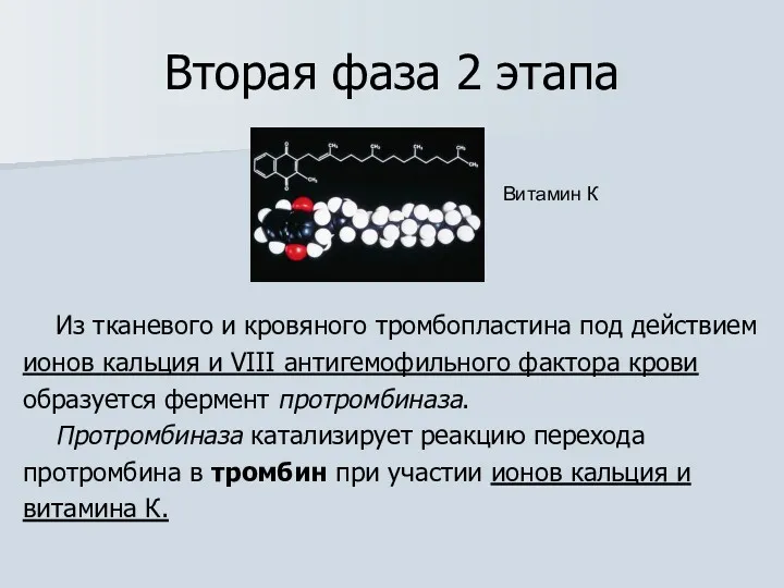 Вторая фаза 2 этапа Из тканевого и кровяного тромбопластина под