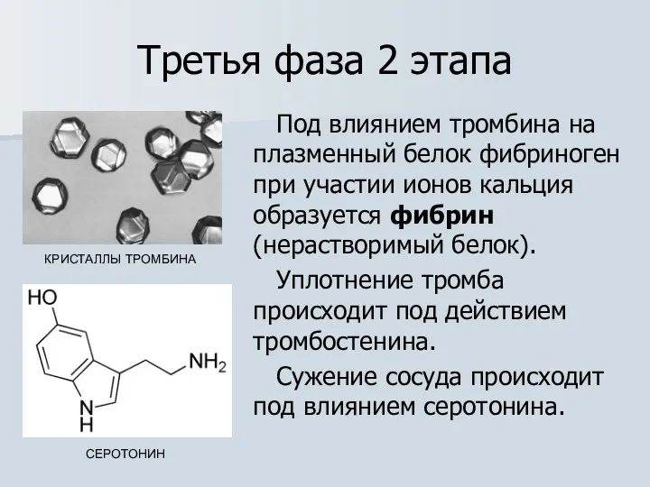 Третья фаза 2 этапа Под влиянием тромбина на плазменный белок