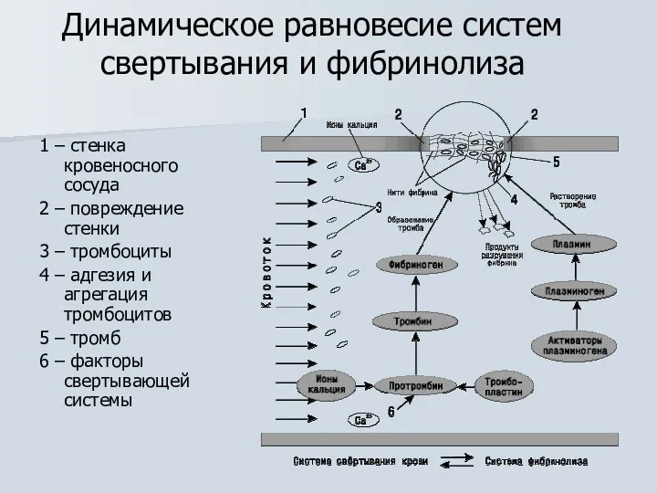 Динамическое равновесие систем свертывания и фибринолиза 1 – стенка кровеносного