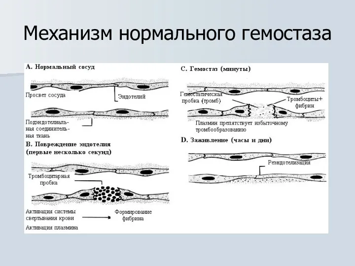 Механизм нормального гемостаза