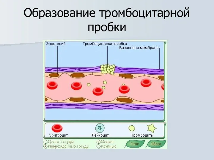 Образование тромбоцитарной пробки