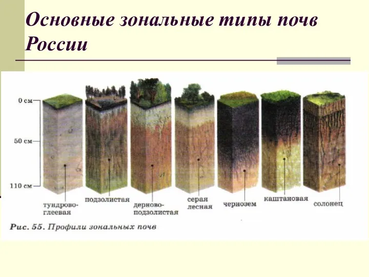 Основные зональные типы почв России