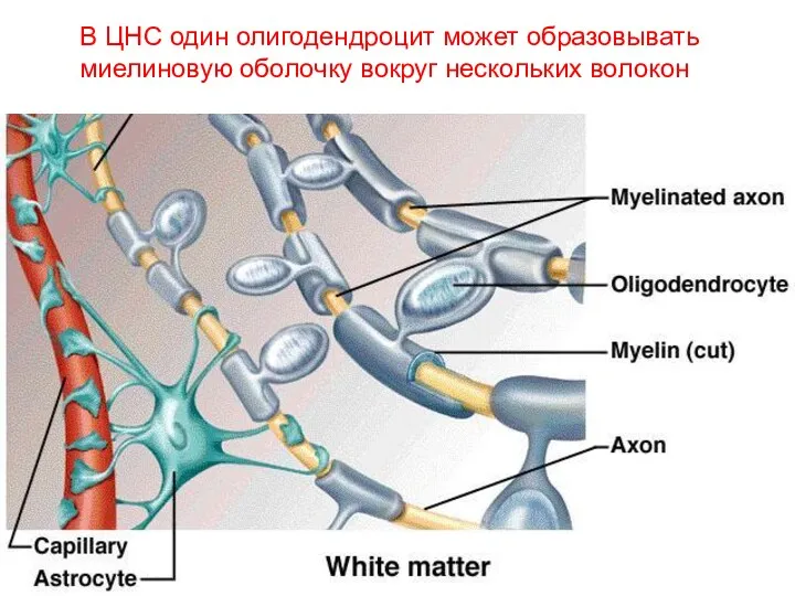 В ЦНС один олигодендроцит может образовывать миелиновую оболочку вокруг нескольких волокон