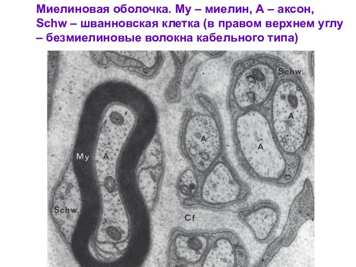 Миелиновая оболочка. My – миелин, А – аксон, Schw –