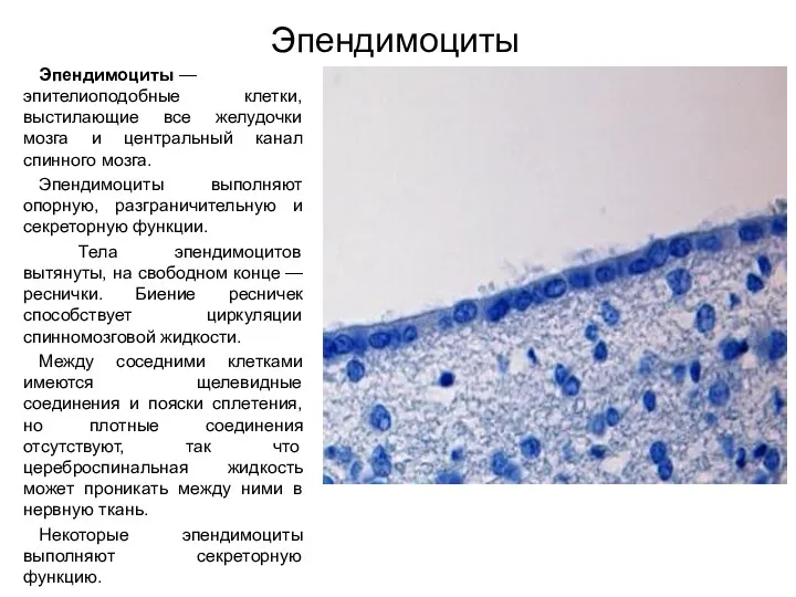 Эпендимоциты Эпендимоциты — эпителиоподобные клетки, выстилающие все желудочки мозга и