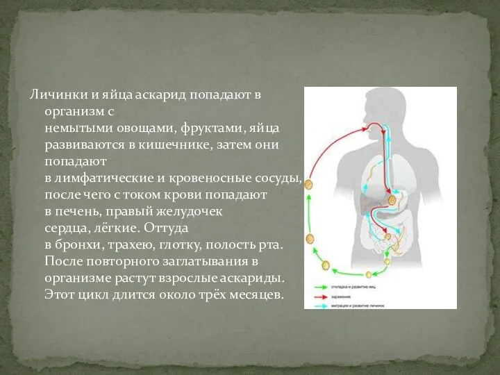 Личинки и яйца аскарид попадают в организм с немытыми овощами,