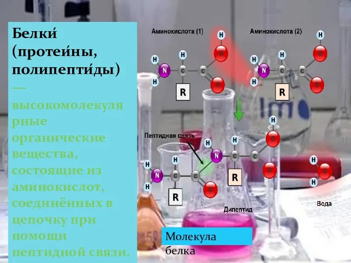 Белки́ (протеи́ны, полипепти́ды) — высокомолекулярные органические вещества, состоящие из аминокислот, соединённых в цепочку