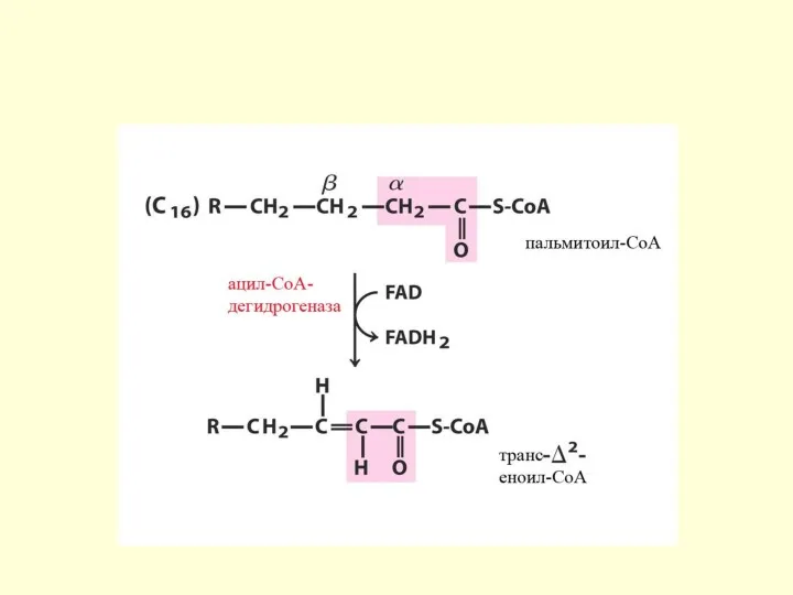 Механизм β-окисления ЖК