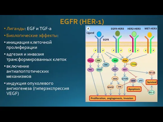 EGFR (HER-1) Лиганды: EGF и TGF-а Биологические эффекты: инициация клеточной