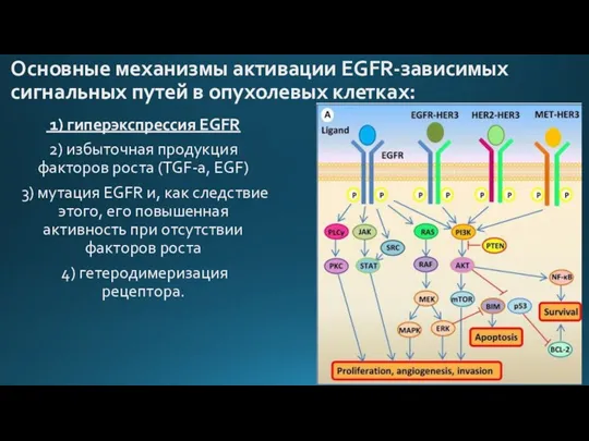 Основные механизмы активации EGFR-зависимых сигнальных путей в опухолевых клетках: 1)