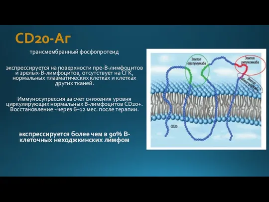 СD20-Аг трансмембранный фосфопротеид экспрессируется на поверхности пре-В-лимфоцитов и зрелых-B-лимфоцитов, отсутствует