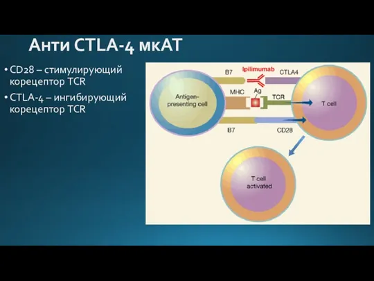 Анти CTLA-4 мкАТ СD28 – стимулирующий корецептор TCR CTLA-4 – ингибирующий корецептор TCR