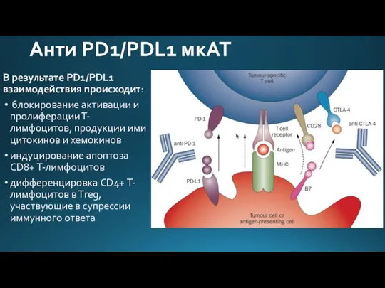 Анти PD1/PDL1 мкАТ В результате PD1/PDL1 взаимодействия происходит: блокирование активации