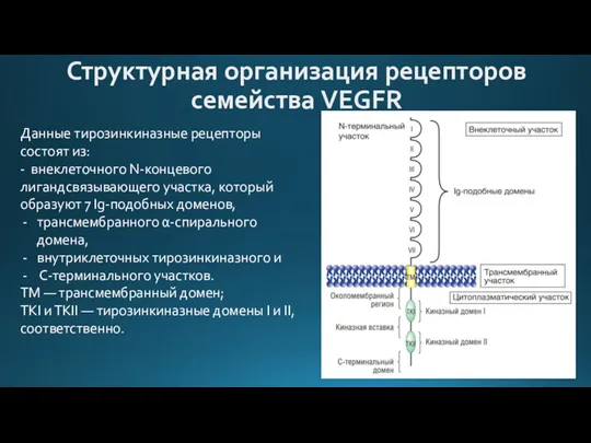 Структурная организация рецепторов семейства VEGFR Данные тирозинкиназные рецепторы состоят из: