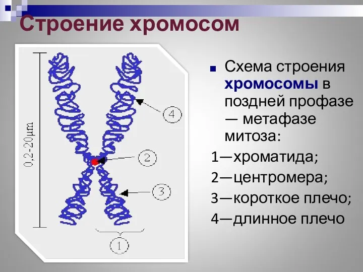 Строение хромосом Схема строения хромосомы в поздней профазе — метафазе
