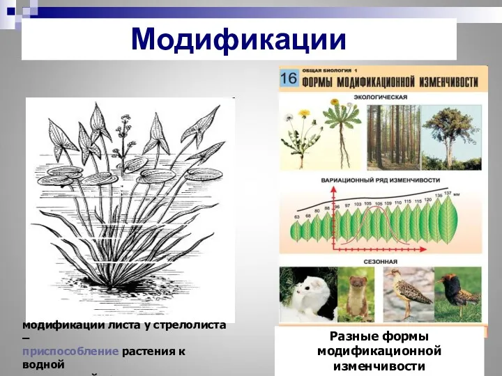 модификации листа у стрелолиста – приспособление растения к водной и