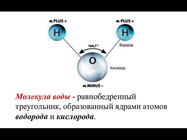 Молекула воды - равнобедренный треугольник, образованный ядрами атомов водорода и кислорода.