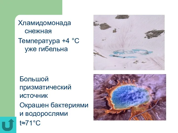 Хламидомонада снежная Температура +4 °С уже гибельна Большой призматический источник Окрашен бактериями и водорослями t≈71°C