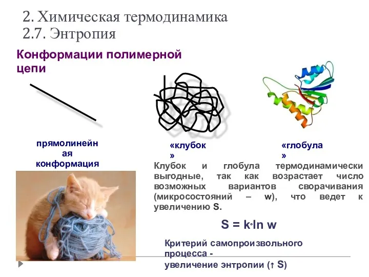 Конформации полимерной цепи прямолинейная конформация «клубок» «глобула» S = k⋅ln