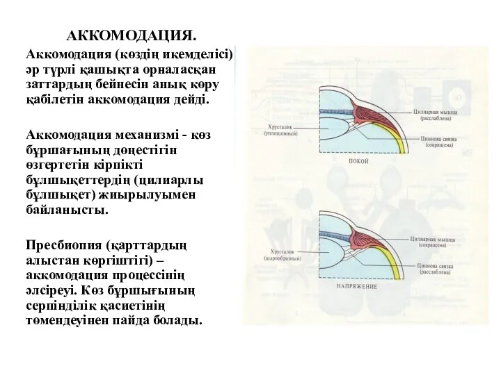 АККОМОДАЦИЯ. Аккомодация (көздің икемделісі) әр түрлі қашықта орналасқан заттардың бейнесін