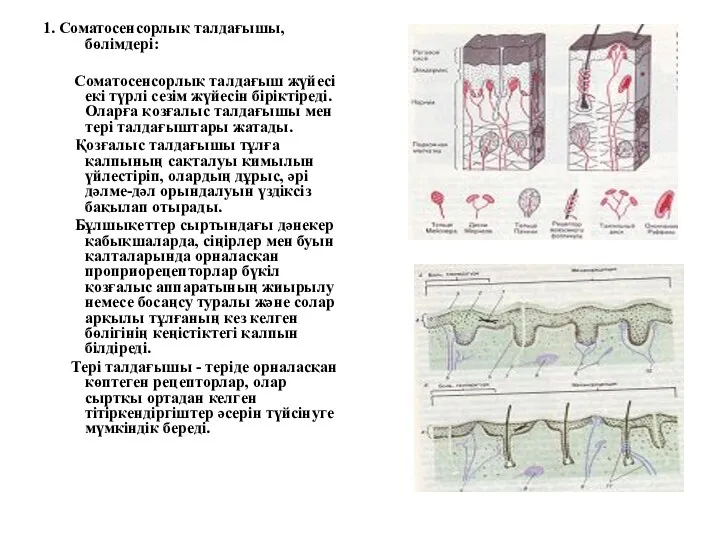 1. Соматосенсорлық талдағышы, бөлімдері: Соматосенсорлық талдағыш жүйесі екі түрлі сезім