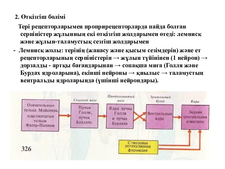 2. Өткізгіш бөлімі Тері рецепторларымен проприрецепторларда пайда болған серпіністер жұлынның