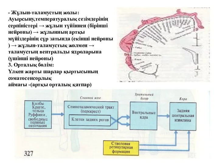 - Жұлын-таламустың жолы: Ауырсыну,температуралық сезімдерінің серпіністері → жұлын түйіннен (бірінші