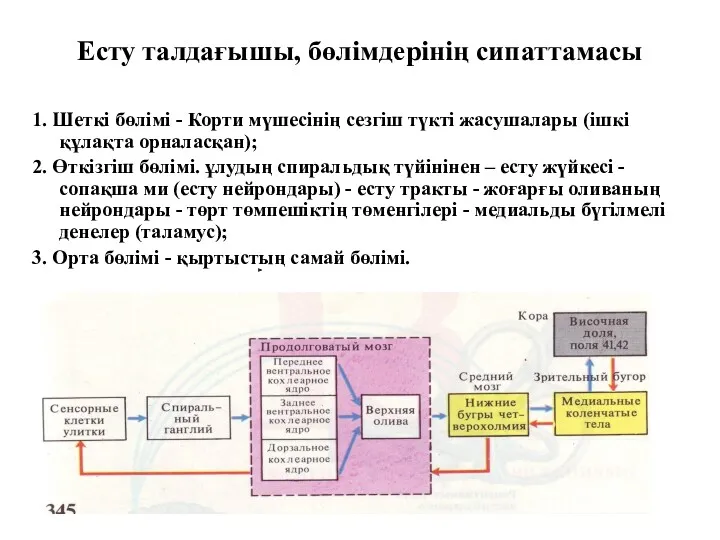 Есту талдағышы, бөлімдерінің сипаттамасы 1. Шеткі бөлімі - Корти мүшесінің