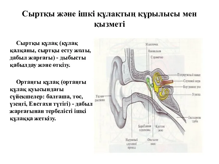 Сыртқы және ішкі құлақтың құрылысы мен қызметі Сыртқы құлақ (құлақ