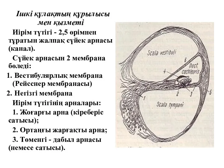 Ішкі құлақтың құрылысы мен қызметі Иірім түтігі - 2,5 өрімнен