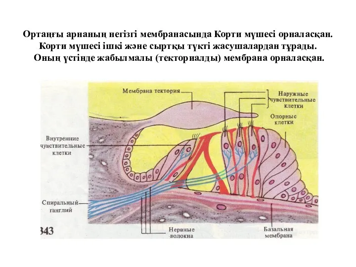 Ортаңғы арнаның негізгі мембранасында Корти мүшесі орналасқан. Корти мүшесі ішкі