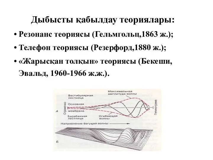 Дыбысты қабылдау теориялары: Резонанс теориясы (Гельмгольц,1863 ж.); Телефон теориясы (Резерфорд,1880