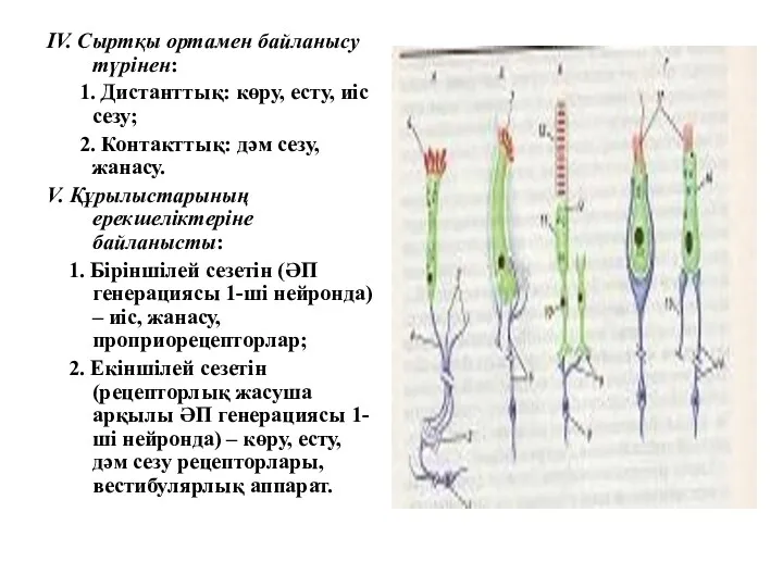 IV. Сыртқы ортамен байланысу түрінен: 1. Дистанттық: көру, есту, иіс