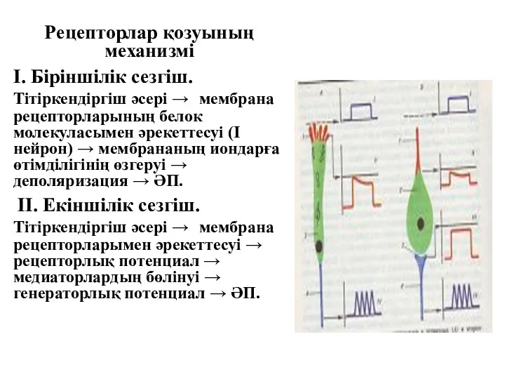 Рецепторлар қозуының механизмі І. Біріншілік сезгіш. Тітіркендіргіш әсері → мембрана