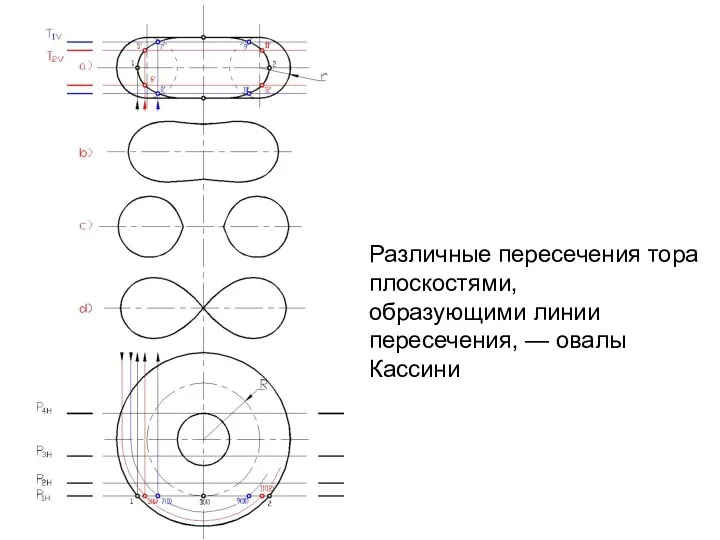 Различные пересечения тора плоскостями, образующими линии пересечения, — овалы Кассини