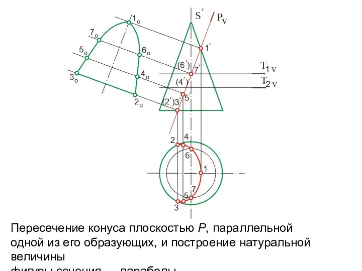 Пересечение конуса плоскостью P, параллельной одной из его образующих, и